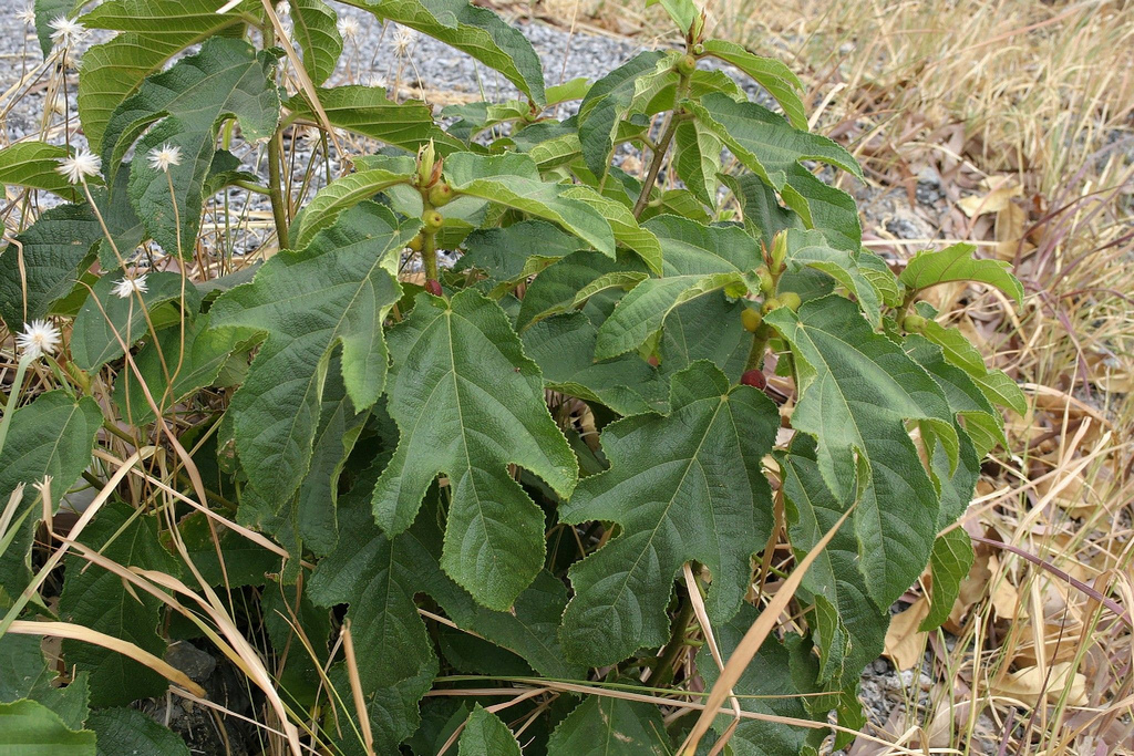 Ficus hirta